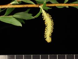 Salix ×fragilis f. vitellina. Male catkin.
 Image: D. Glenny © Landcare Research 2020 CC BY 4.0